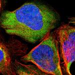 PCMT1 Antibody in Immunocytochemistry (ICC/IF)