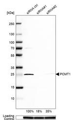 PCMT1 Antibody in Western Blot (WB)