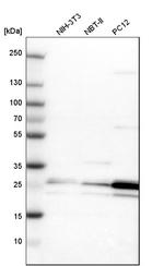 PCMT1 Antibody in Western Blot (WB)