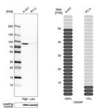 CD2AP Antibody in Western Blot (WB)