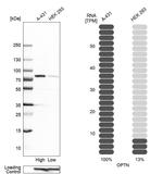 Optineurin Antibody in Western Blot (WB)