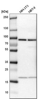 CD2AP Antibody in Western Blot (WB)