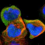 UBE2L6 Antibody in Immunocytochemistry (ICC/IF)