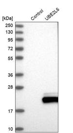 UBE2L6 Antibody in Western Blot (WB)