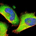 Optineurin Antibody in Immunocytochemistry (ICC/IF)