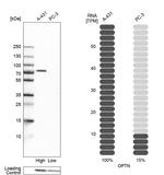 Optineurin Antibody in Western Blot (WB)