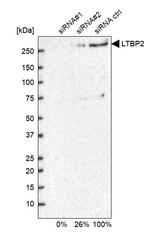 LTBP2 Antibody