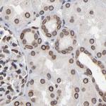 Nesprin 2 Antibody in Immunohistochemistry (IHC)