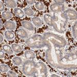 UBE2J1 Antibody in Immunohistochemistry (Paraffin) (IHC (P))