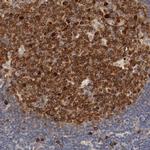 UBE2J1 Antibody in Immunohistochemistry (Paraffin) (IHC (P))