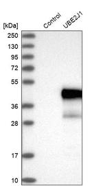 UBE2J1 Antibody in Western Blot (WB)