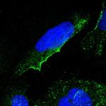 GNG2 Antibody in Immunocytochemistry (ICC/IF)