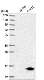 GNG2 Antibody in Western Blot (WB)