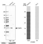 Amisyn Antibody in Western Blot (WB)