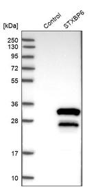 Amisyn Antibody in Western Blot (WB)