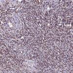 TRIM22 Antibody in Immunohistochemistry (Paraffin) (IHC (P))