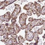 TRIM22 Antibody in Immunohistochemistry (Paraffin) (IHC (P))