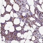 TRIM22 Antibody in Immunohistochemistry (IHC)