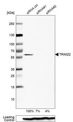 TRIM22 Antibody in Western Blot (WB)