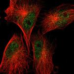 SCFD1 Antibody in Immunocytochemistry (ICC/IF)