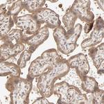 SCFD1 Antibody in Immunohistochemistry (Paraffin) (IHC (P))