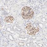 NPNT Antibody in Immunohistochemistry (Paraffin) (IHC (P))