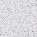 NPNT Antibody in Immunohistochemistry (Paraffin) (IHC (P))