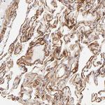 NPNT Antibody in Immunohistochemistry (Paraffin) (IHC (P))