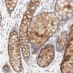 NPNT Antibody in Immunohistochemistry (Paraffin) (IHC (P))