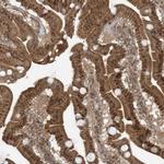 PAXBP1 Antibody in Immunohistochemistry (Paraffin) (IHC (P))