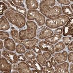 PAXBP1 Antibody in Immunohistochemistry (Paraffin) (IHC (P))