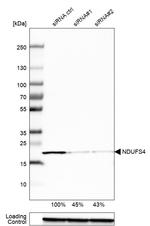 NDUFS4 Antibody in Western Blot (WB)