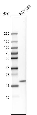 NDUFS4 Antibody in Western Blot (WB)