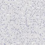 LAX1 Antibody in Immunohistochemistry (Paraffin) (IHC (P))