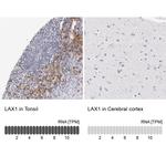 LAX1 Antibody