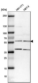 BAF57 Antibody in Western Blot (WB)