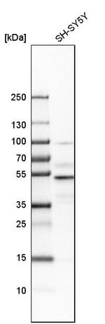 NFIB Antibody in Western Blot (WB)