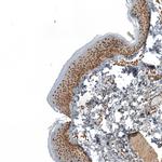 ZNF473 Antibody in Immunohistochemistry (Paraffin) (IHC (P))