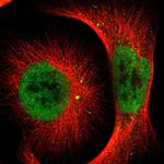 NCOA6 Antibody in Immunocytochemistry (ICC/IF)