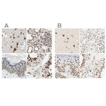 DAZAP1 Antibody in Immunohistochemistry (IHC)