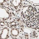 DAZAP1 Antibody in Immunohistochemistry (IHC)