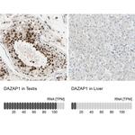 DAZAP1 Antibody