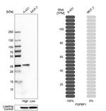 FGFBP1 Antibody