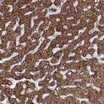 Arylsulfatase D Antibody in Immunohistochemistry (Paraffin) (IHC (P))