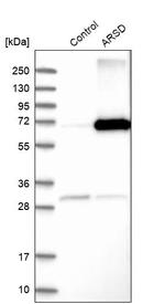 Arylsulfatase D Antibody in Western Blot (WB)