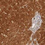 GSTZ1 Antibody in Immunohistochemistry (Paraffin) (IHC (P))