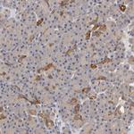 PDE5 Antibody in Immunohistochemistry (Paraffin) (IHC (P))