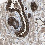 Filamin B Antibody in Immunohistochemistry (IHC)