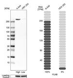 Filamin B Antibody in Western Blot (WB)