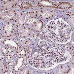 AKAP8 Antibody in Immunohistochemistry (Paraffin) (IHC (P))